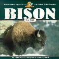 Bison For Kids