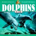 Dolphins For Kids Ranger Rick