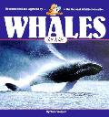 Whales For Kids