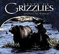 Lives Of Grizzlies Montana & Wyoming