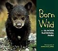 Born Wild In Glacier National Park
