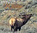 Idaho Wildlife Impressions