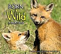 Born Wild in Montana