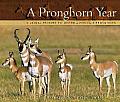 Pronghorn Year A Visual Tribute to North Americas Pronghorn