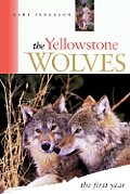 Yellowstone Wolves First Year