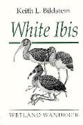 White Ibis Wetland Wanderer