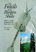 Fossils Of The Burgess Shale