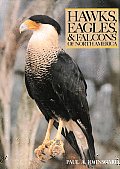 Hawks Eagles & Falcons of North America Biology & Natural History