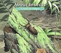 About Insects A Guide For Children