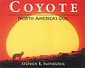 Coyote North Americas Dog