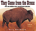 They Came from the Bronx How the Buffalo Were Saved from Extinction