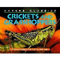 Crickets & grasshoppers