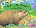Woodchuck at Blackberry Road