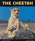 Animal Close Ups Cheetah Fast as Lightning