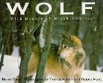 Wolf Wild Hunter Of North America
