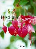Fuchsia A Care Manual
