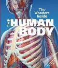 Wonders Inside The Human Body