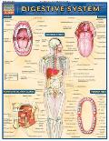 Digestive System Laminated Reference