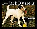 Just Jack Russells