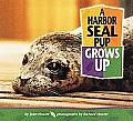 Harbor Seal Pup Grows Up