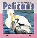 North American Pelicans