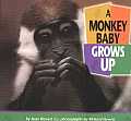 Monkey Baby Grows Up