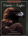 How To Spot Hawks & Eagles