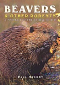 Beavers & Other Rodents