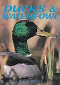 Ducks & Waterfowl A Portrait Of The An