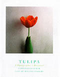 Tulipa A Photographers Botanical