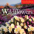 Cal09 Audubon Wildflowers