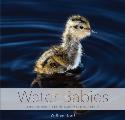 Water Babies The Hidden Lives of Baby Wetland Birds