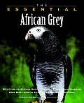 Essential African Grey