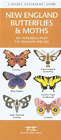 New England Butterflies & Moths: A Folding Pocket Guide to Familiar Species