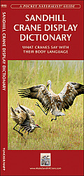 Sandhill Crane Display Dictionary: What Cranes Say with Their Body Language