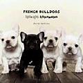 French Bulldogs Lightweights Littermates