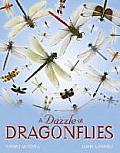 Dazzle Of Dragonflies