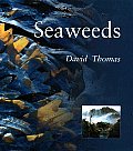 Seaweeds