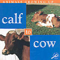 Calf To Cow Animals Growing Up