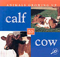 Animals Growing Up Calf To Cow