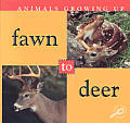 Fawn To Deer