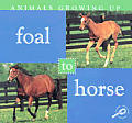 Animals Growing Up Foal To Horse