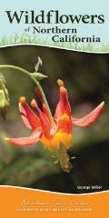 Wildflowers of Northern California: Your Way to Easily Identify Wildflowers