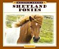 Shetland Ponies