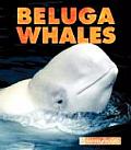 Beluga Whales