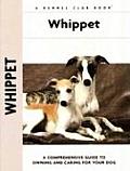 Whippet 373 Kennel Club