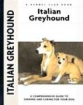 Italian Greyhound 195 Kennel Club