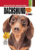 Dachshund