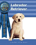 Labrador Retriever 901 Kennel Club