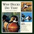 Why Ducks Do That 40 Destinctive Duck Behaviors Explained & Photographed